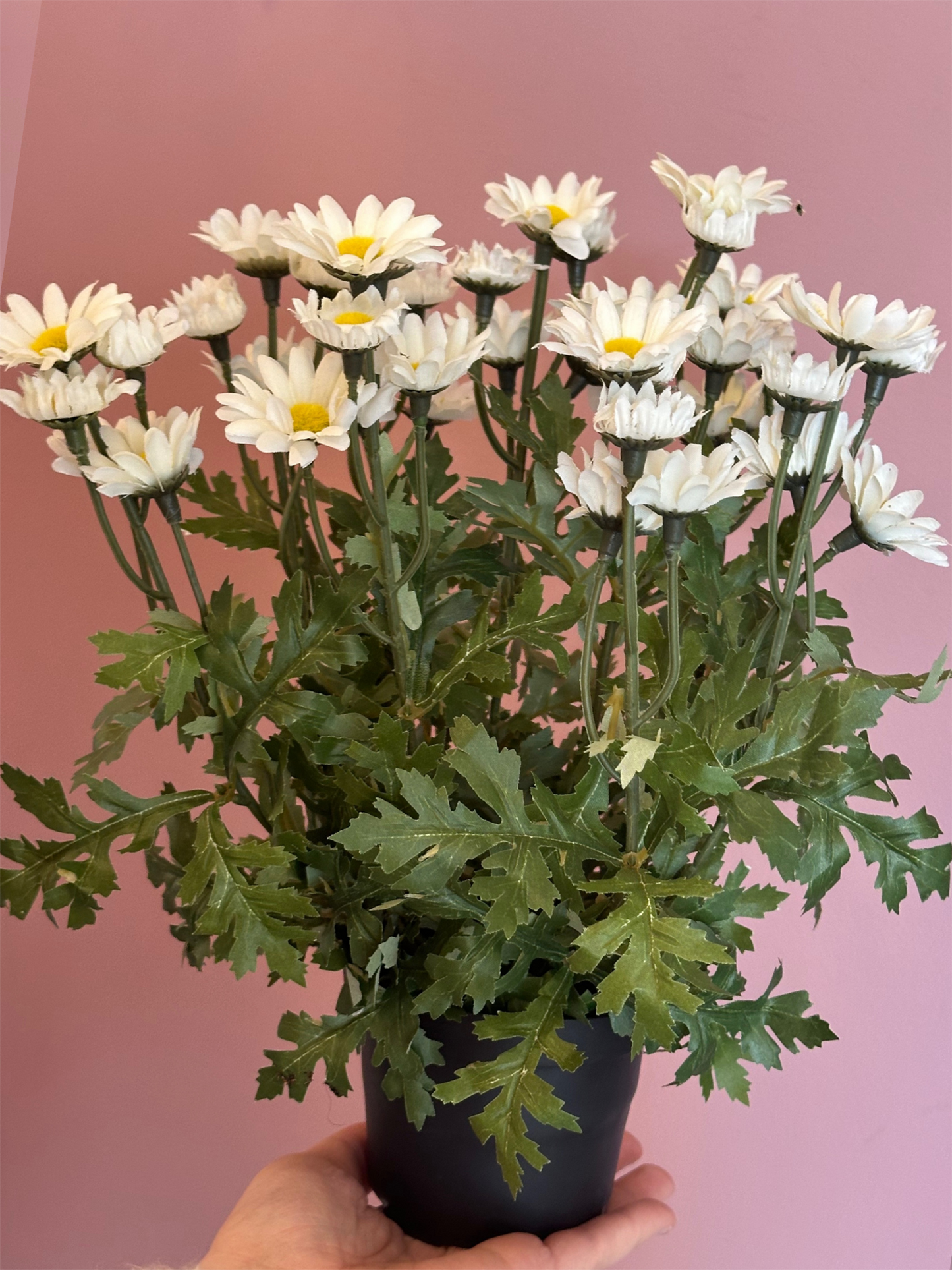 Plante - Margaritt H30 Hvit