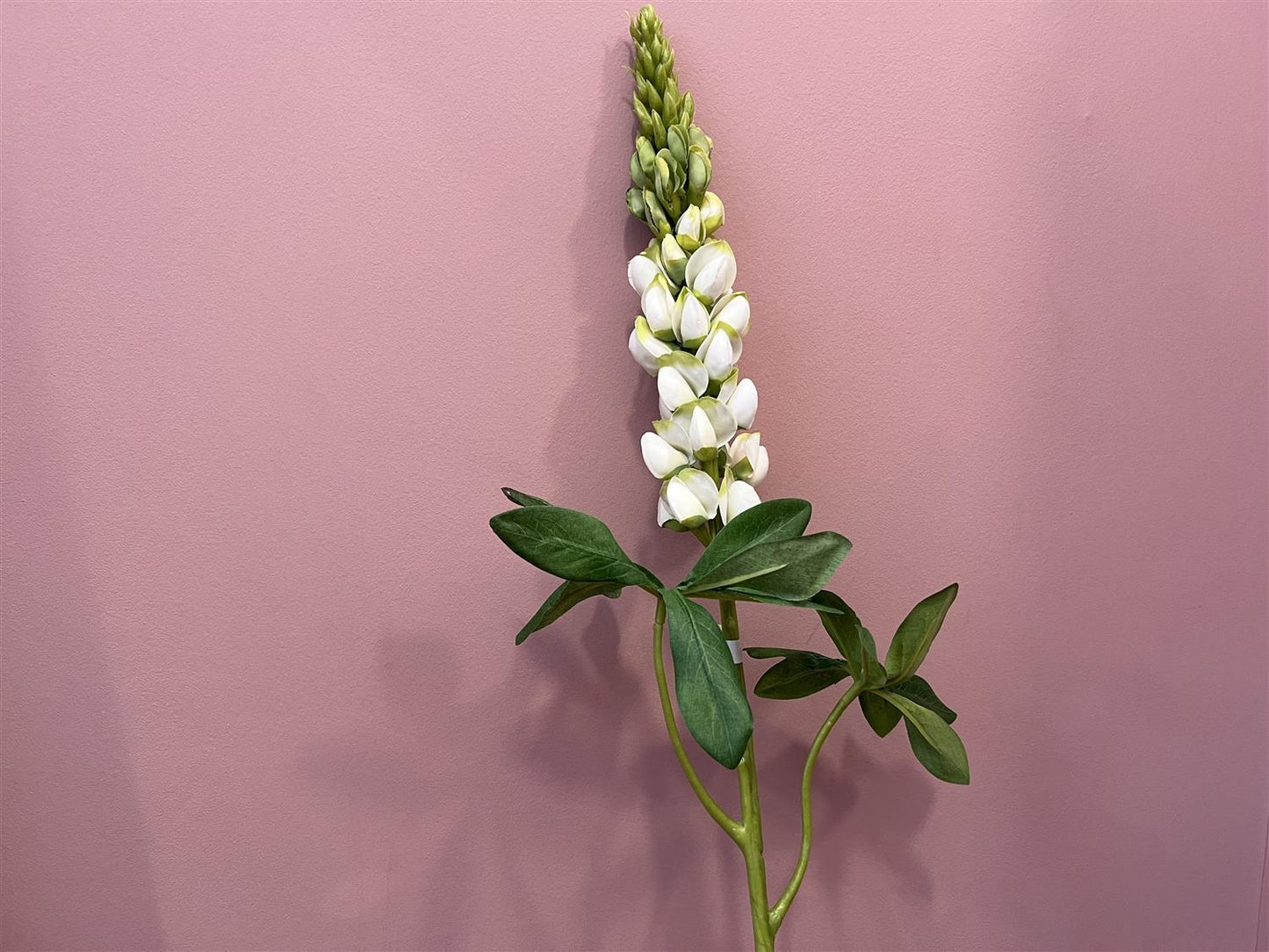 Blomst - Lupin H80 Hvit - at home