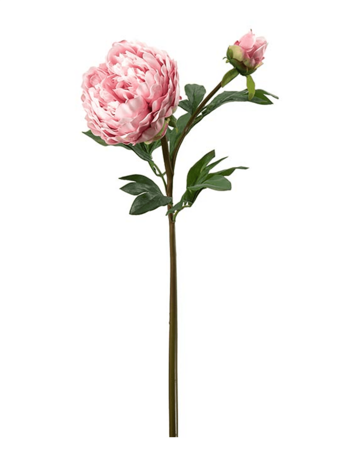 Blomst - Pion H65cm Lyserosa - at home