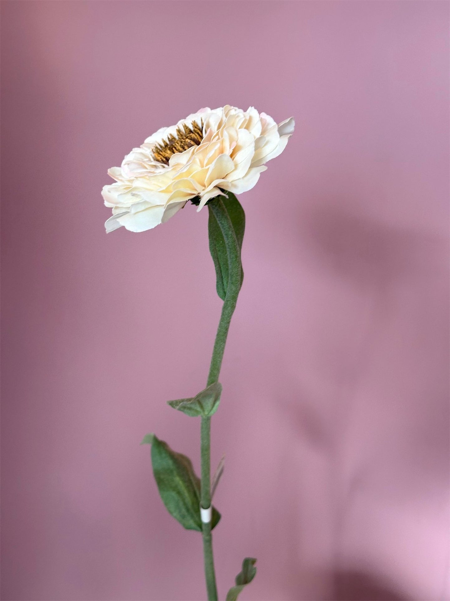 Blomst - Sinnia H58cm Rosa - at home