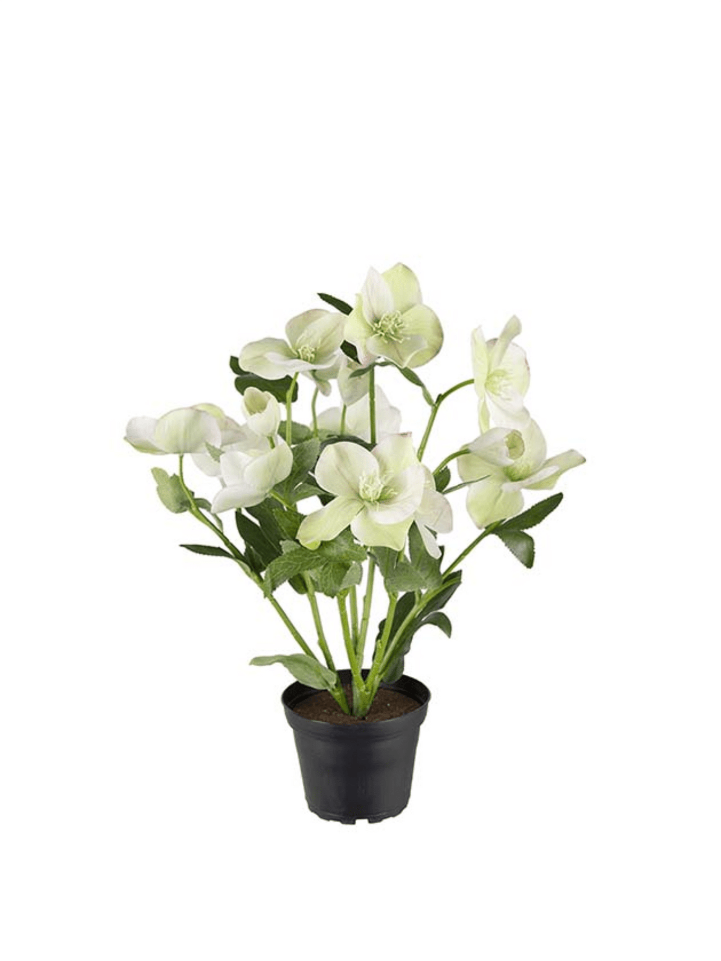 Plante - Julerose 35cm - at home