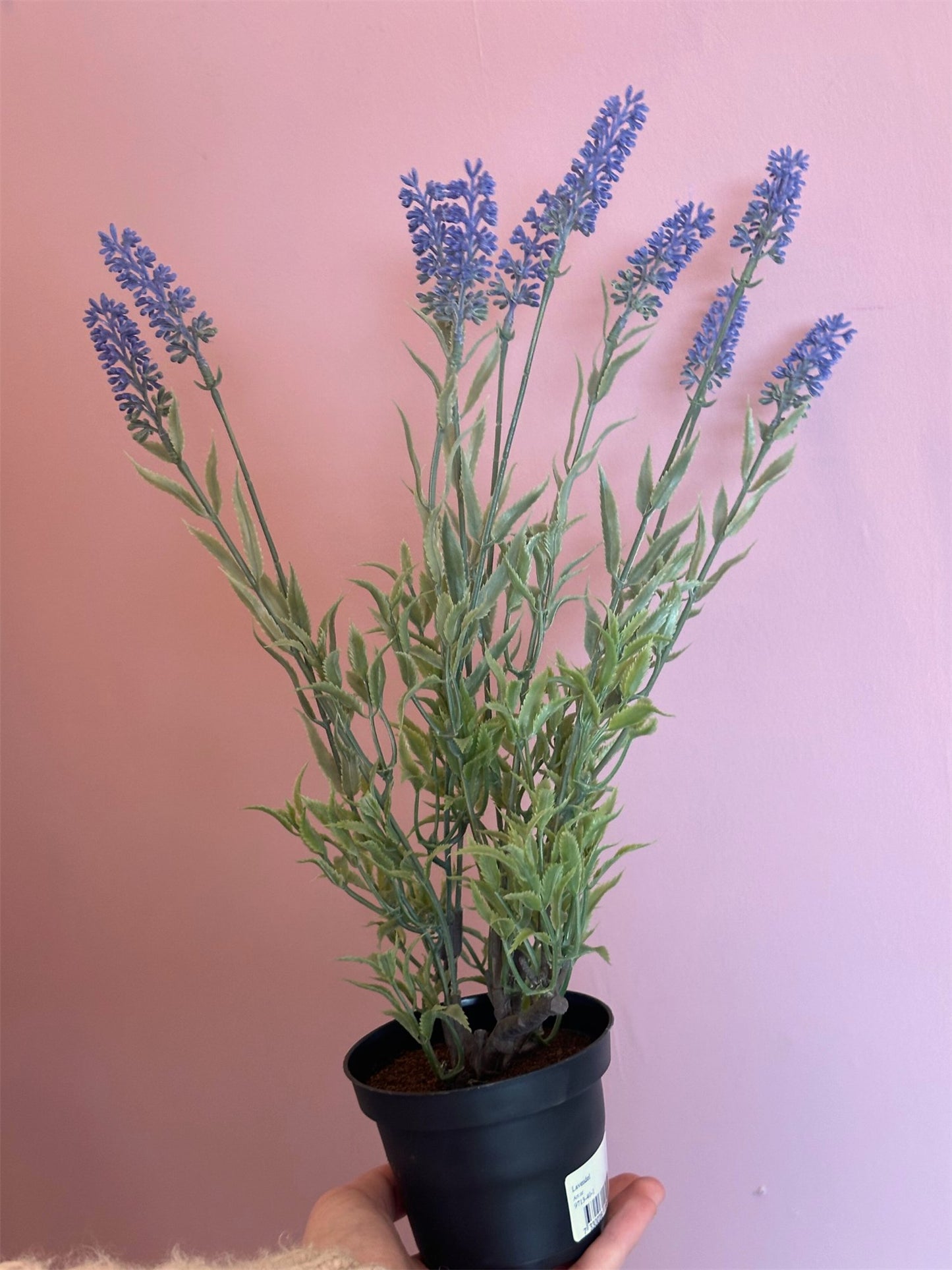Plante - Lavendel H45 Lilla - at home