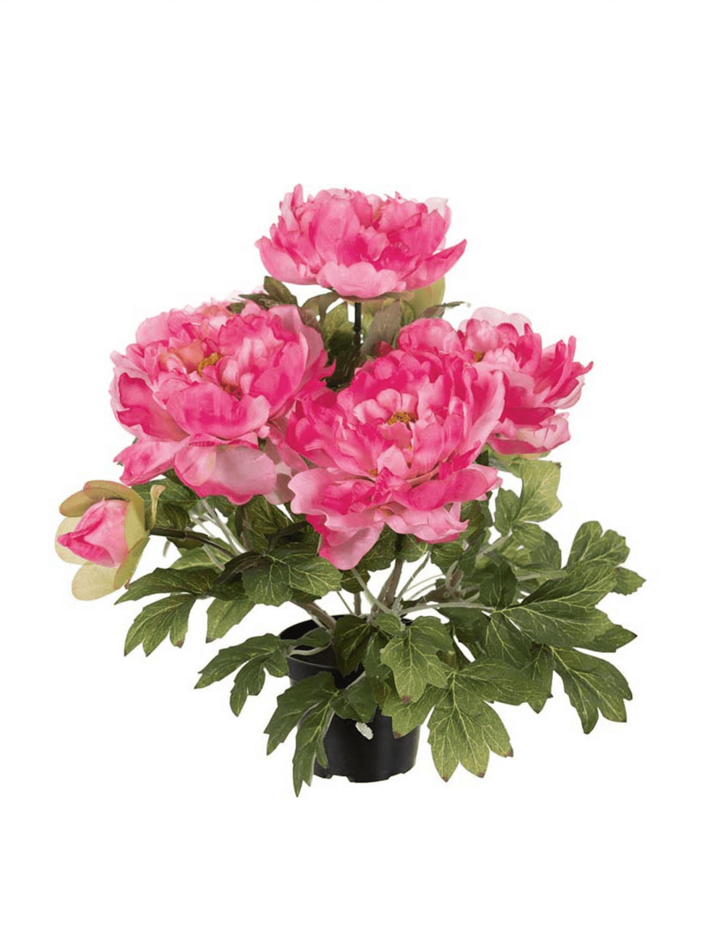 Plante - Pion H35cm Rosa - at home