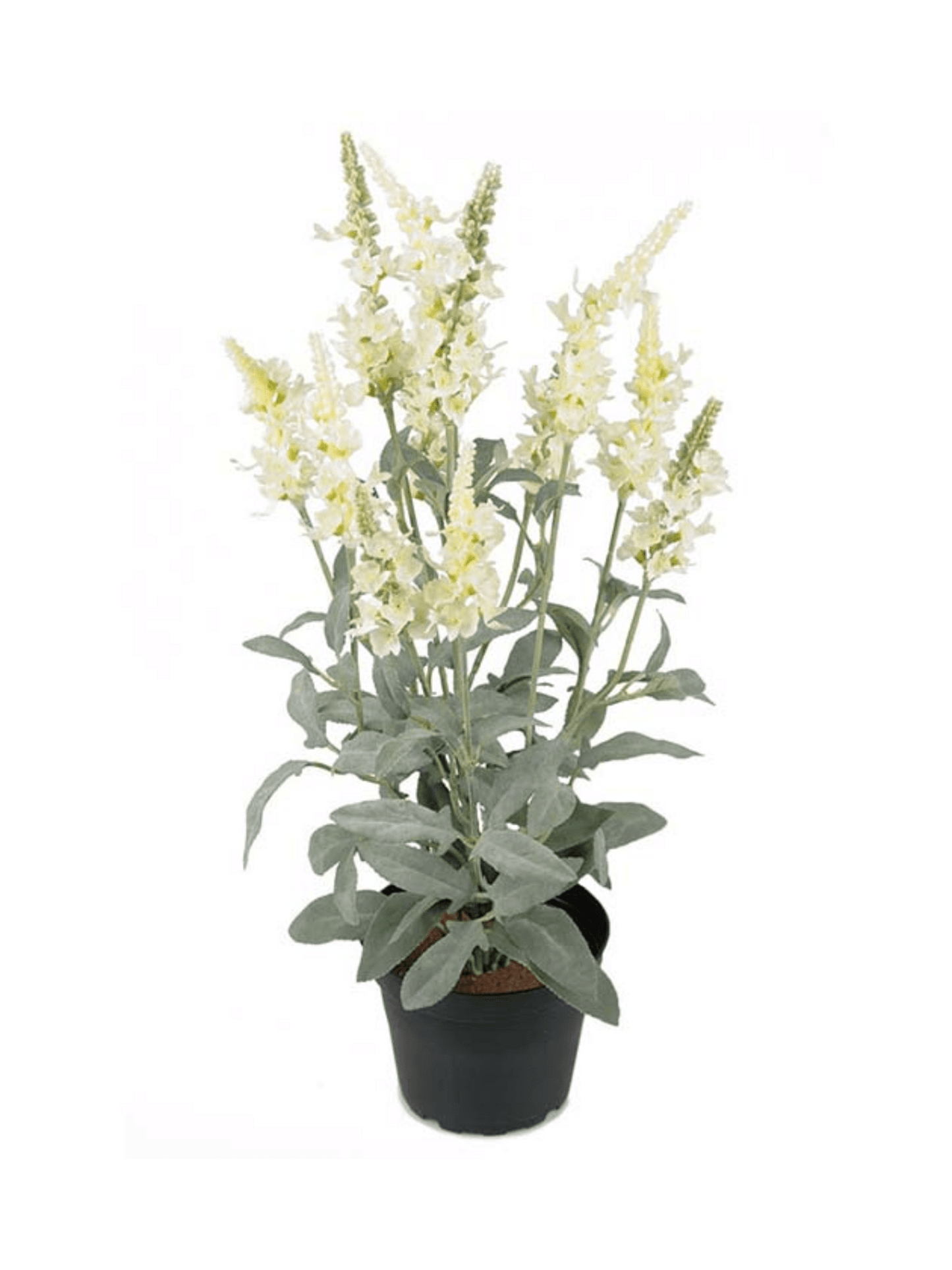 Plante - Veronica 46cm Hvit - at home