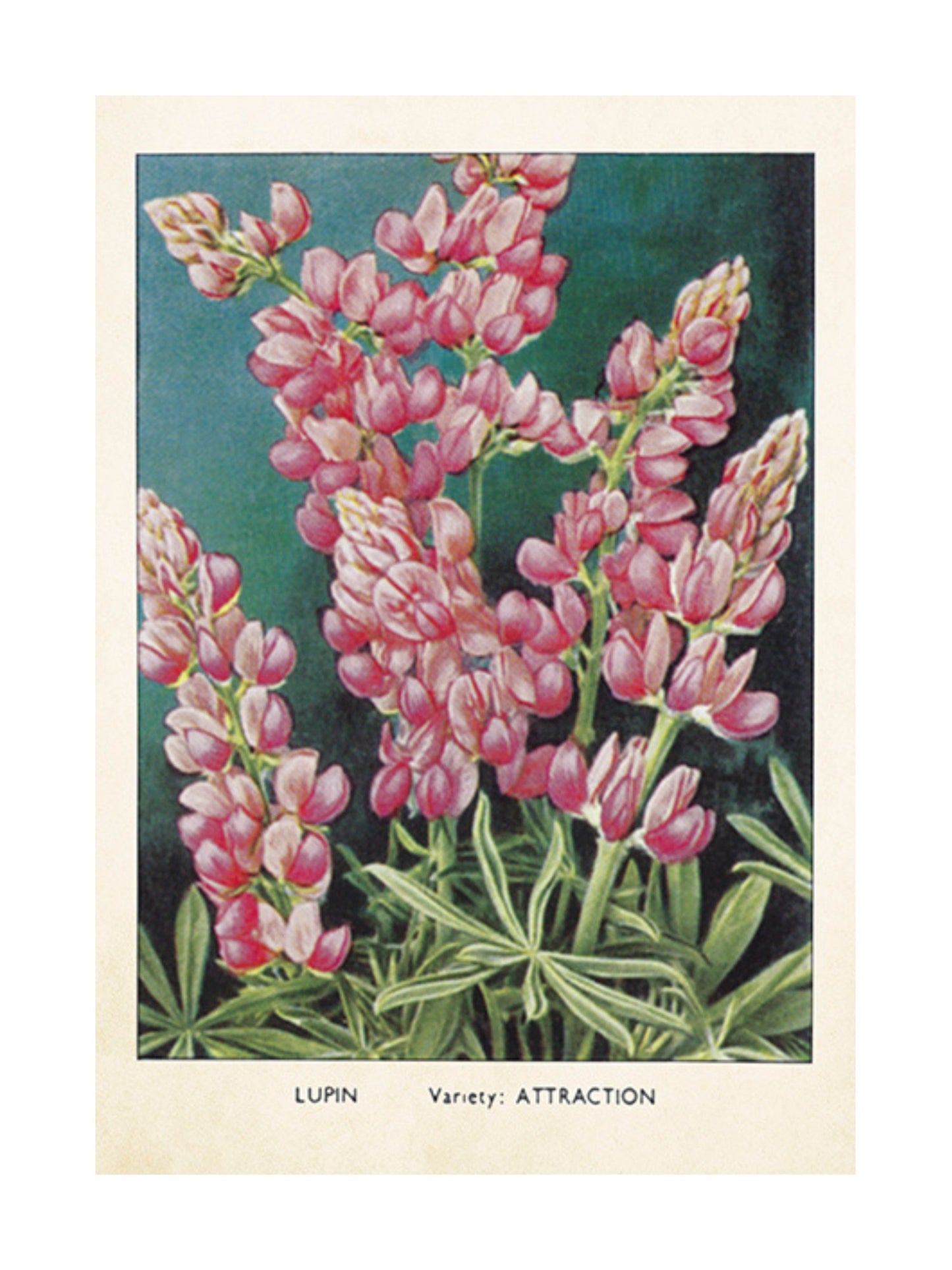 Dobbelt Kort - Lupiner - at home