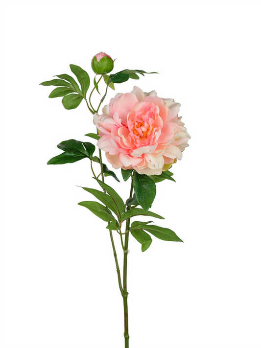 Blomst - Pion H65 Lyserosa
