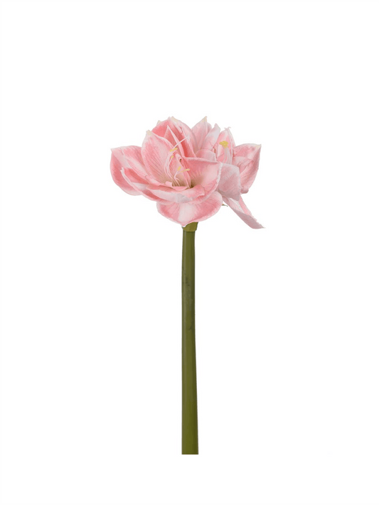 Blomst - Amaryllis Rosa 60cm - at home