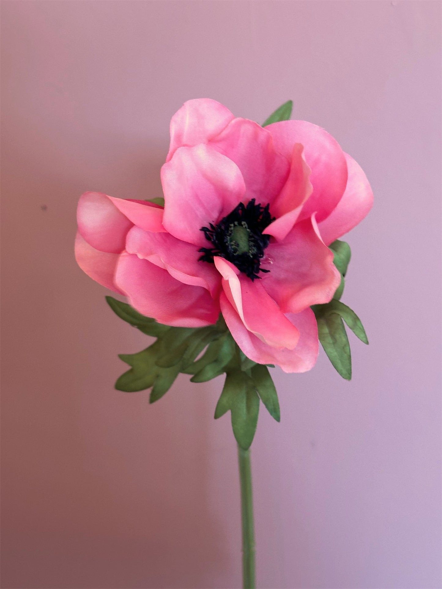 Blomst - Anemone H43 Rosa - at home