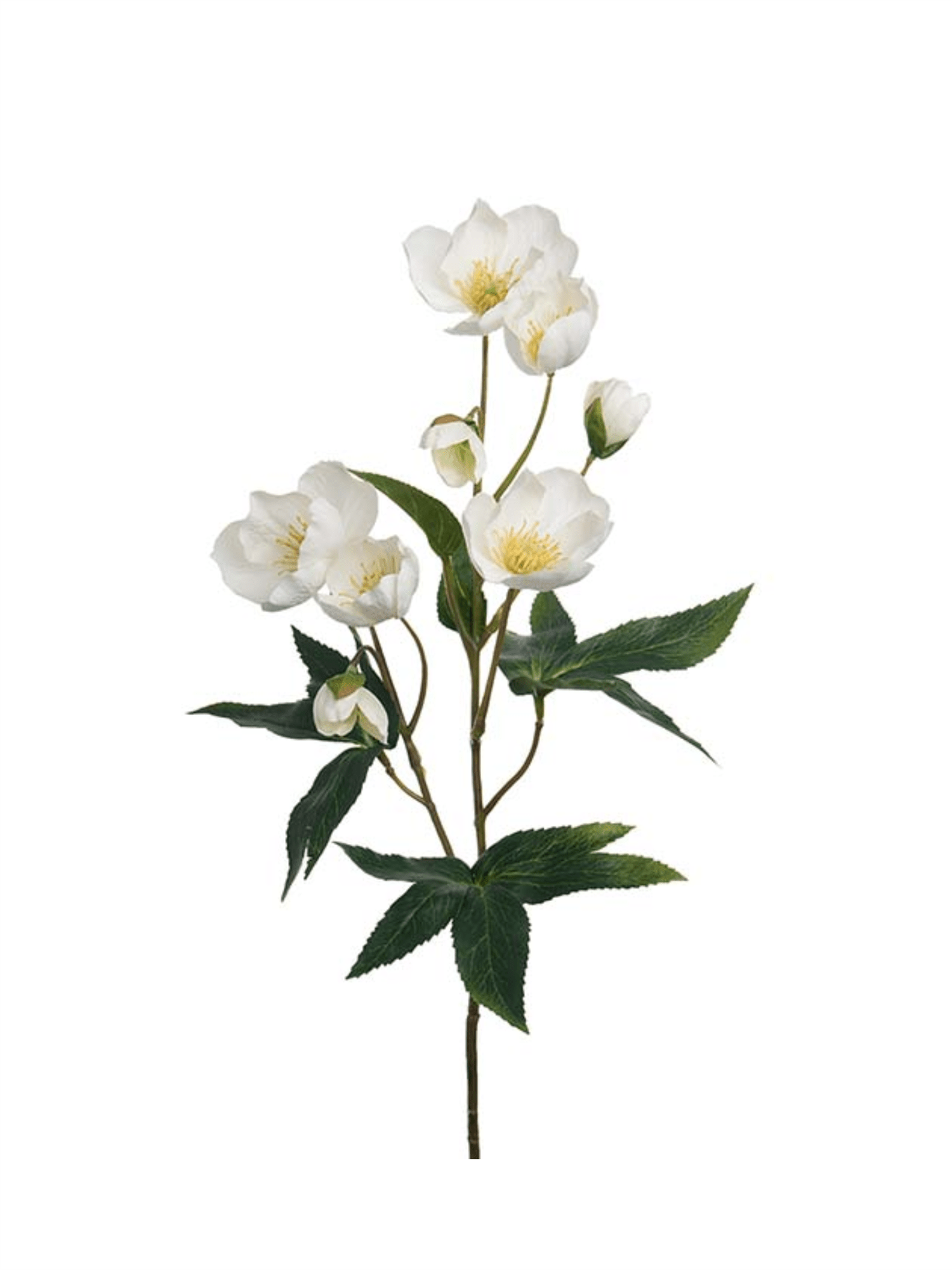 Blomst - Julerose H57cm Hvit - at home