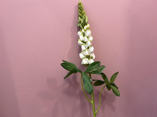 Blomst - Lupin H80 Hvit - at home