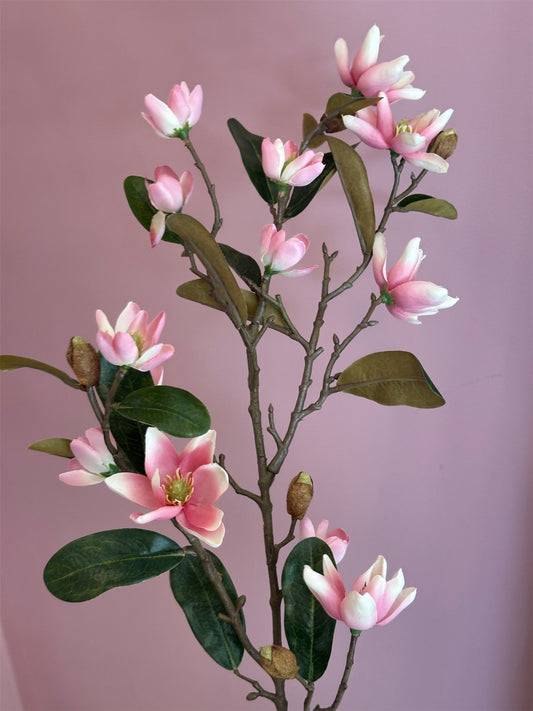 Blomst - Magnolia H85 Rosa - at home