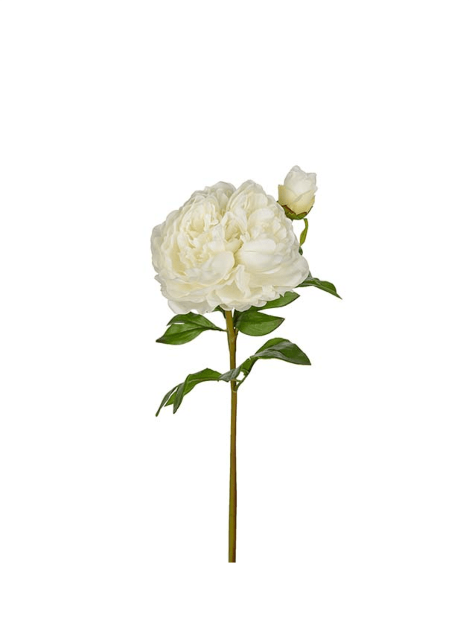 Blomst - Pion 65cm Hvit - at home