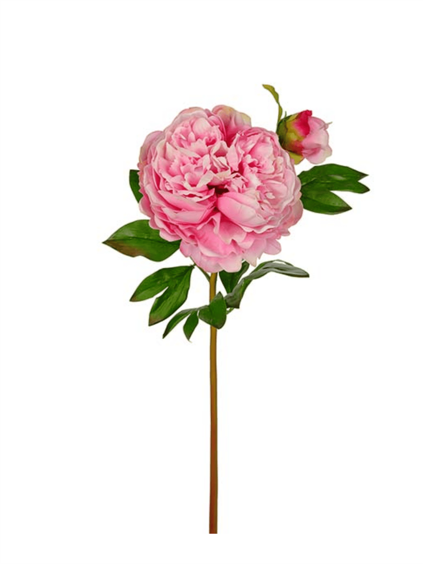 Blomst - Pion H65cm Rosa - at home