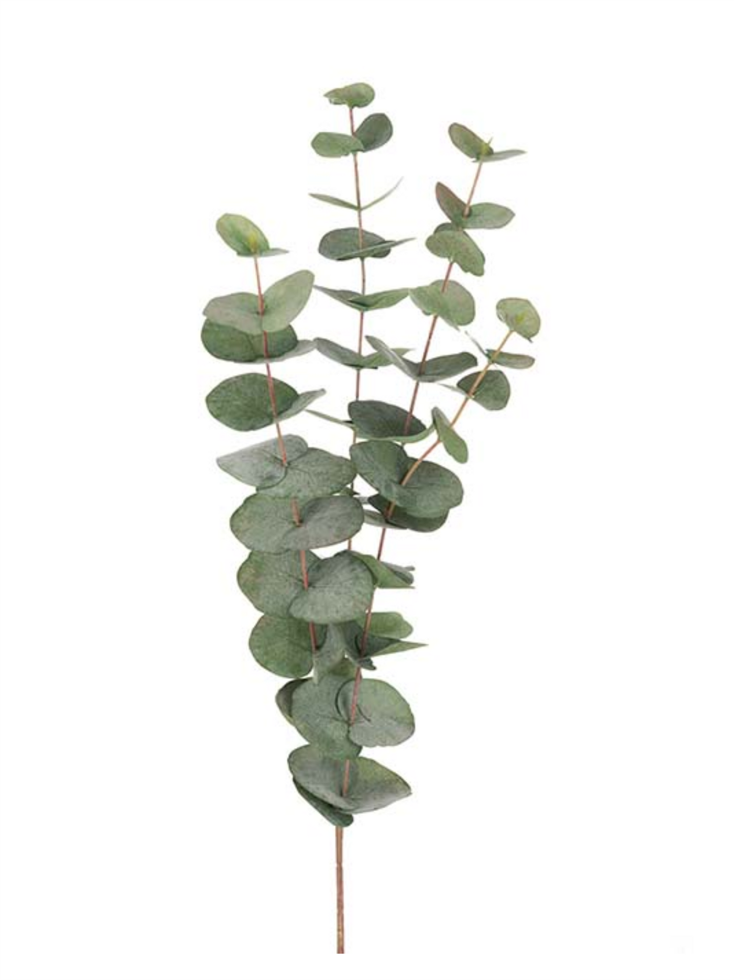 Kvist - Eucalyptus 60cm Grønn
