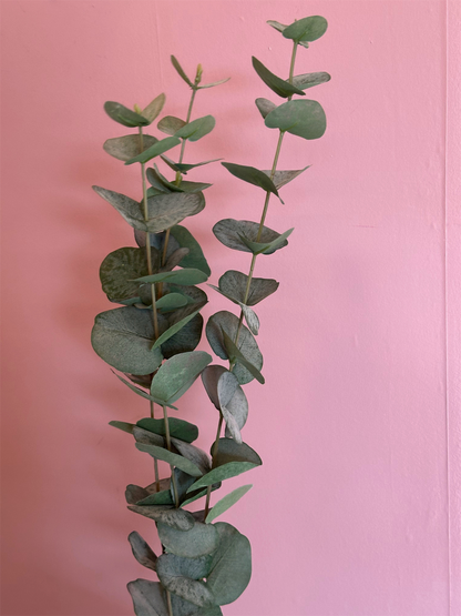 Kvist - Eucalyptus 60cm Grønn