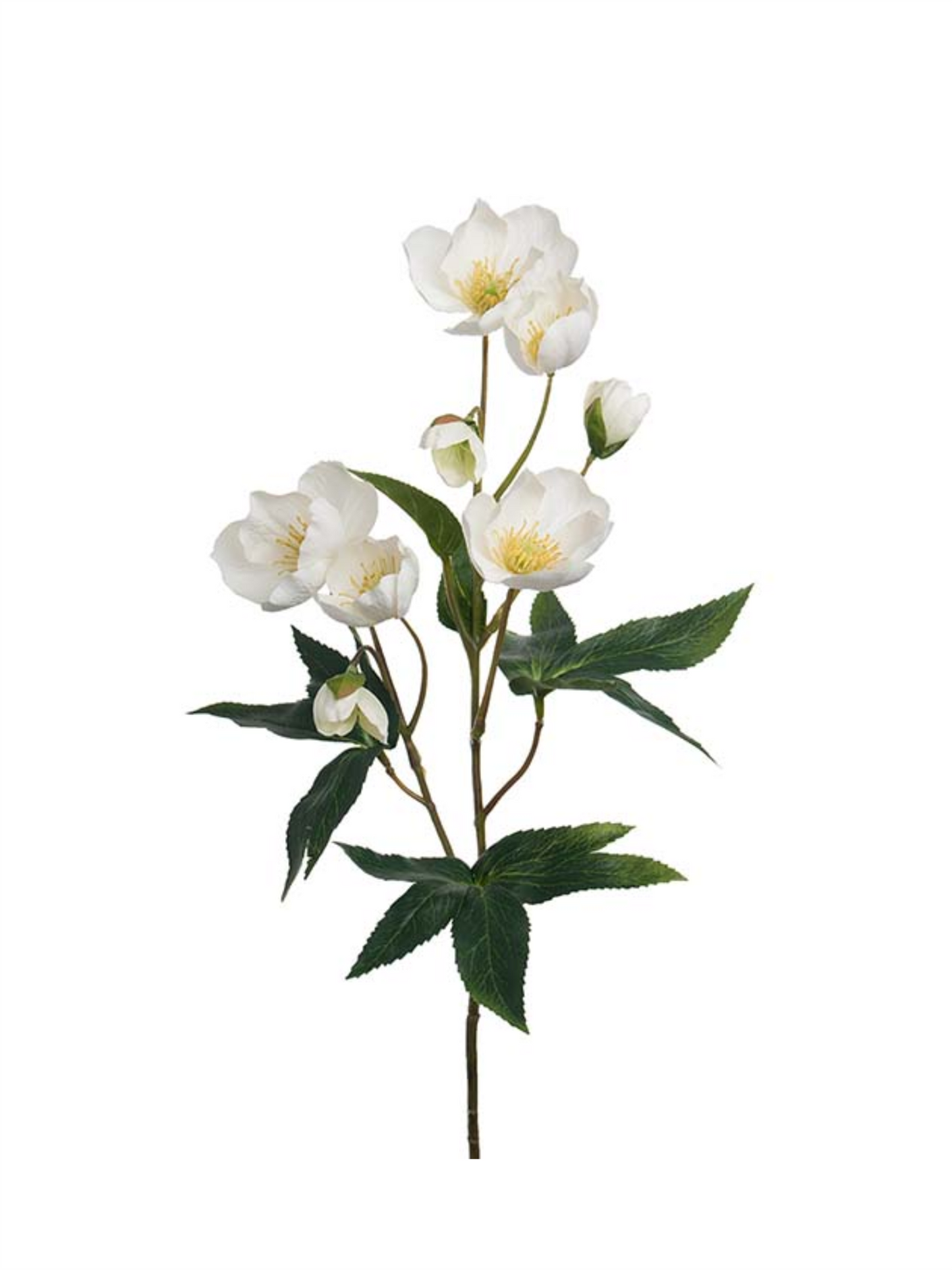 Blomst - Julerose H57cm Hvit