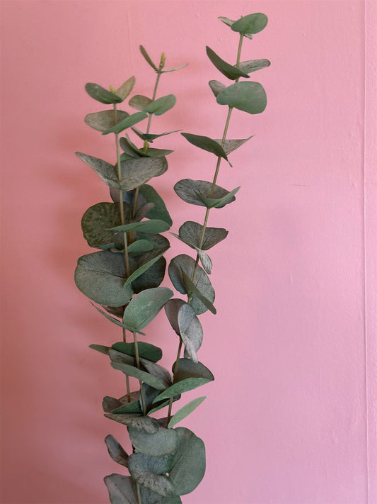Kvist - Eucalyptus H60 Grønn - at home