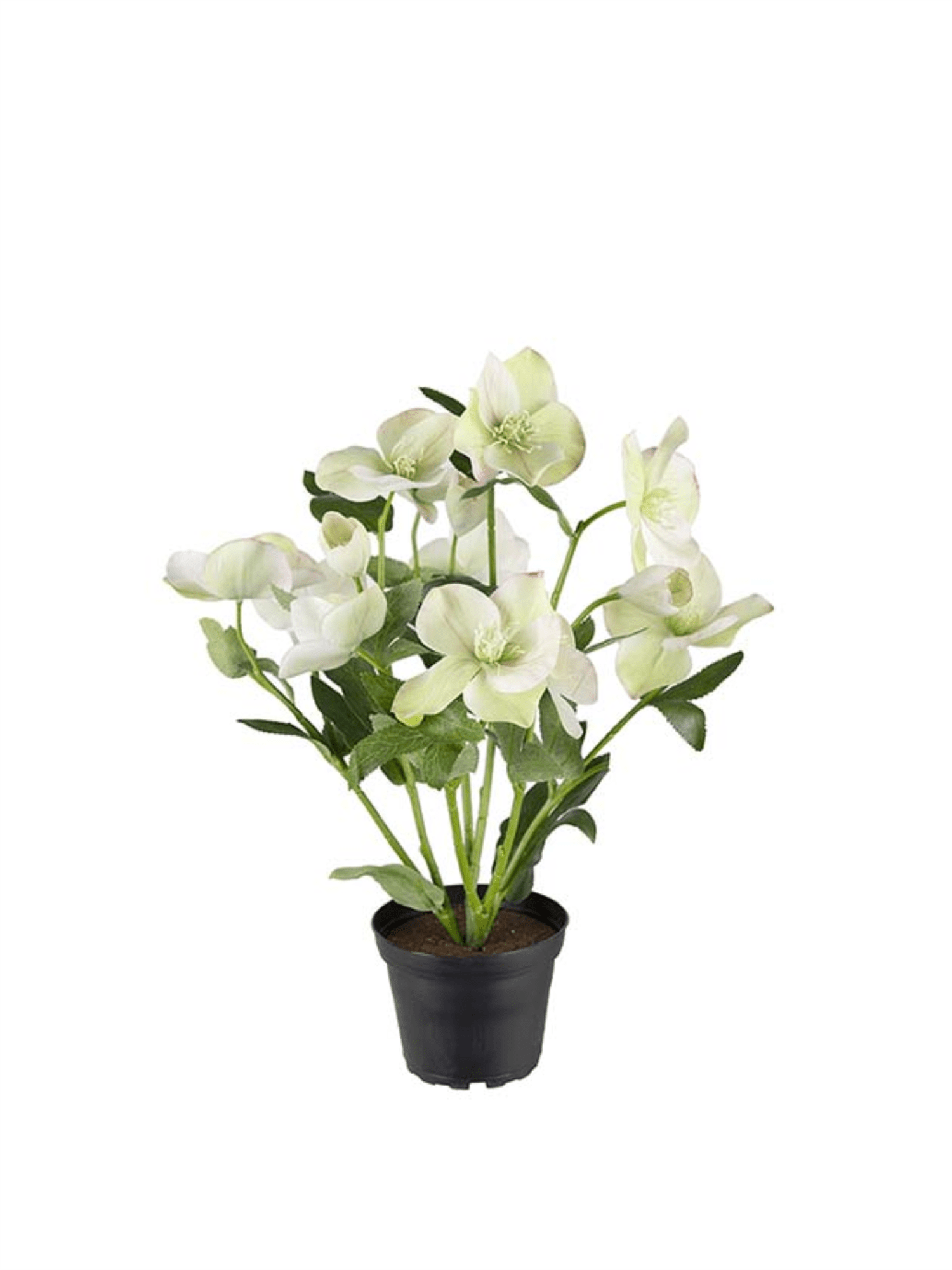 Plante - Julerose 35cm - at home