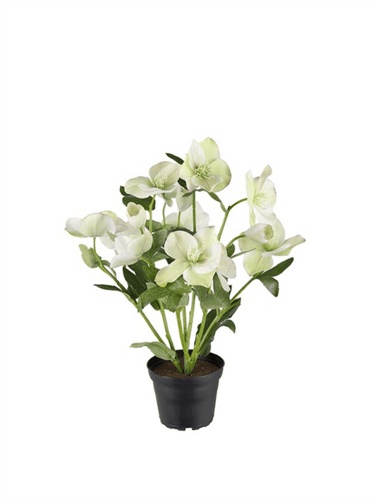 Plante - Julerose 35cm - at home