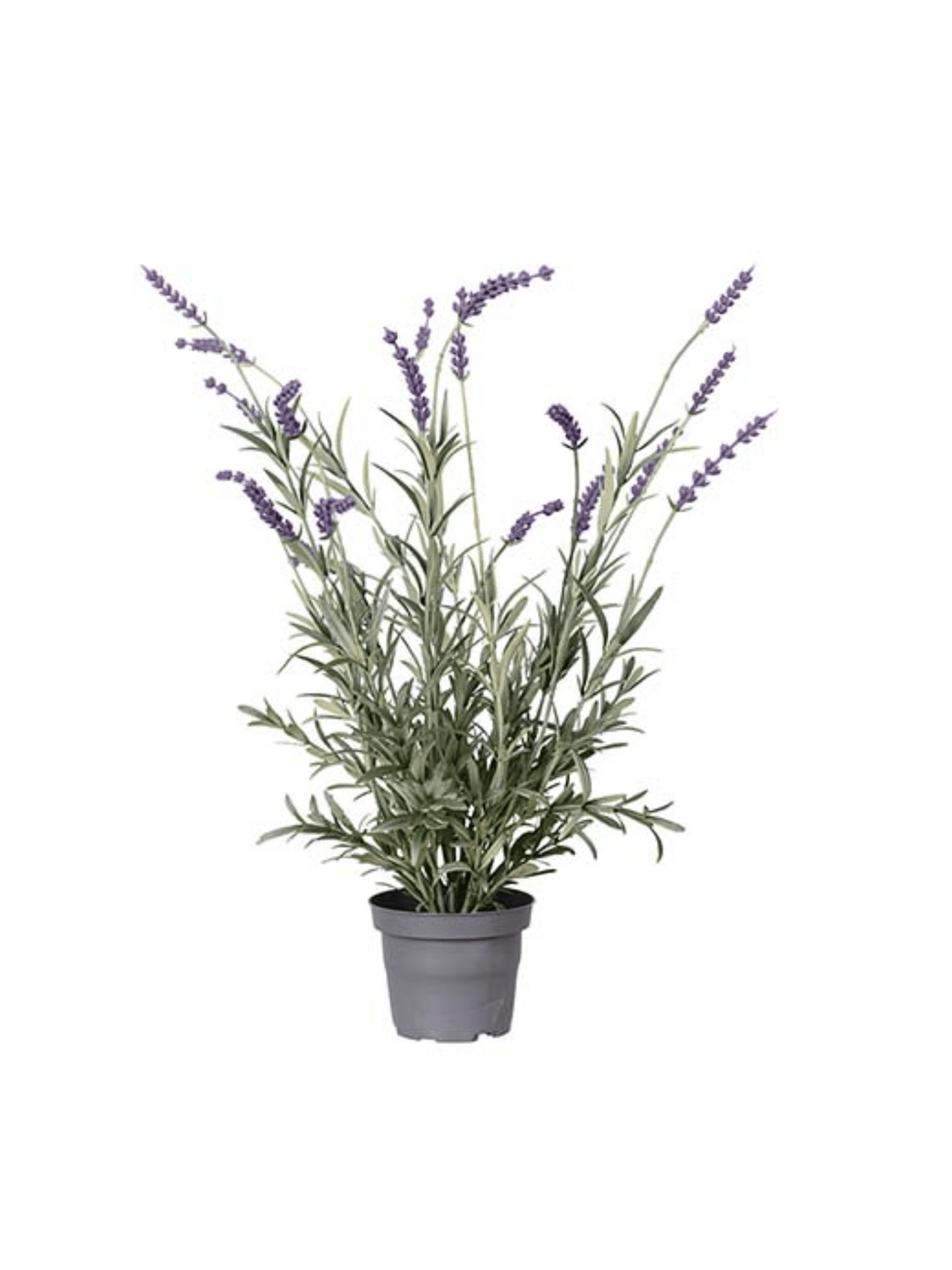 Plante - Lavendel 50cm Lilla - at home