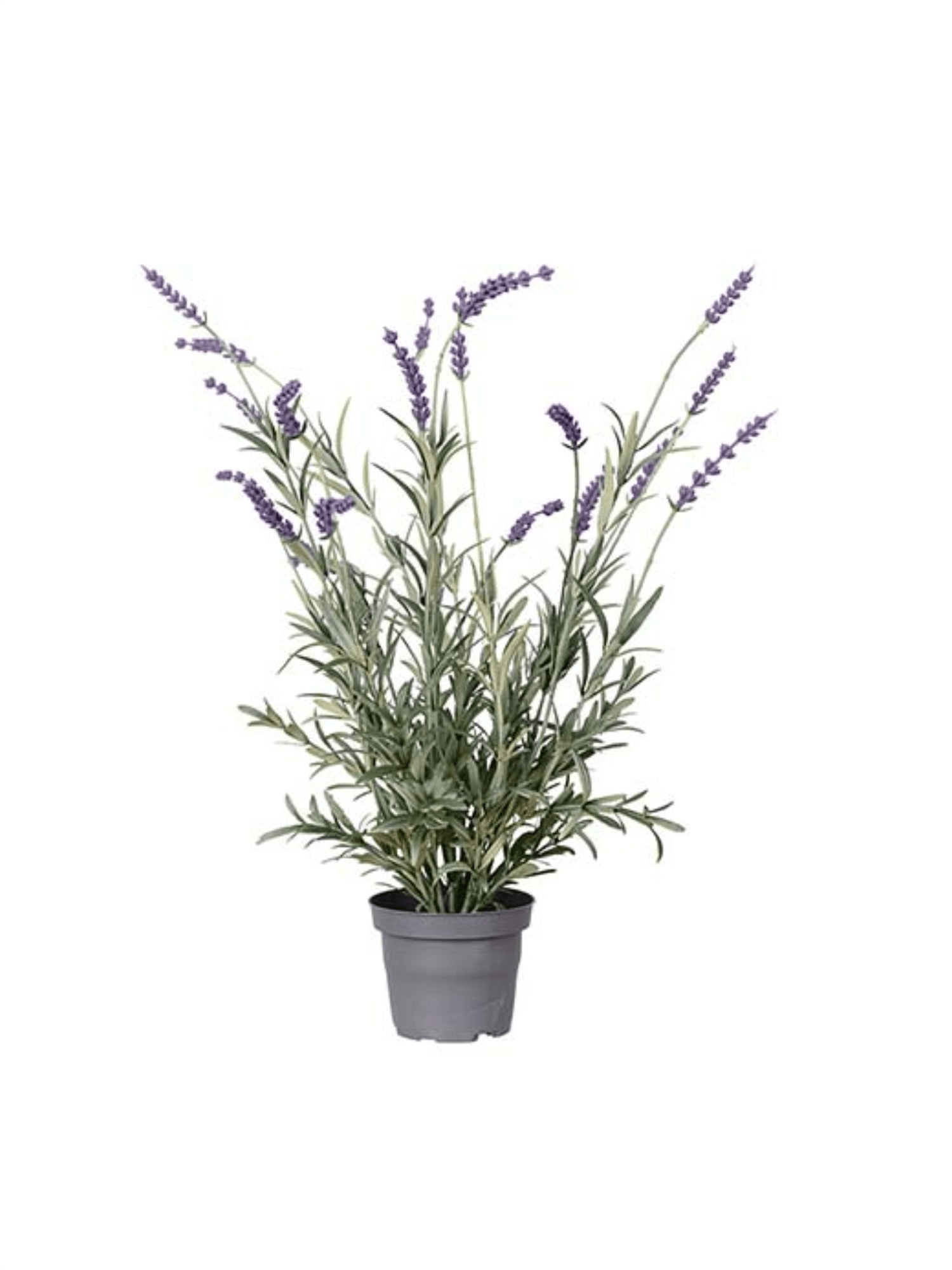 Plante - Lavendel 50cm Lilla - at home