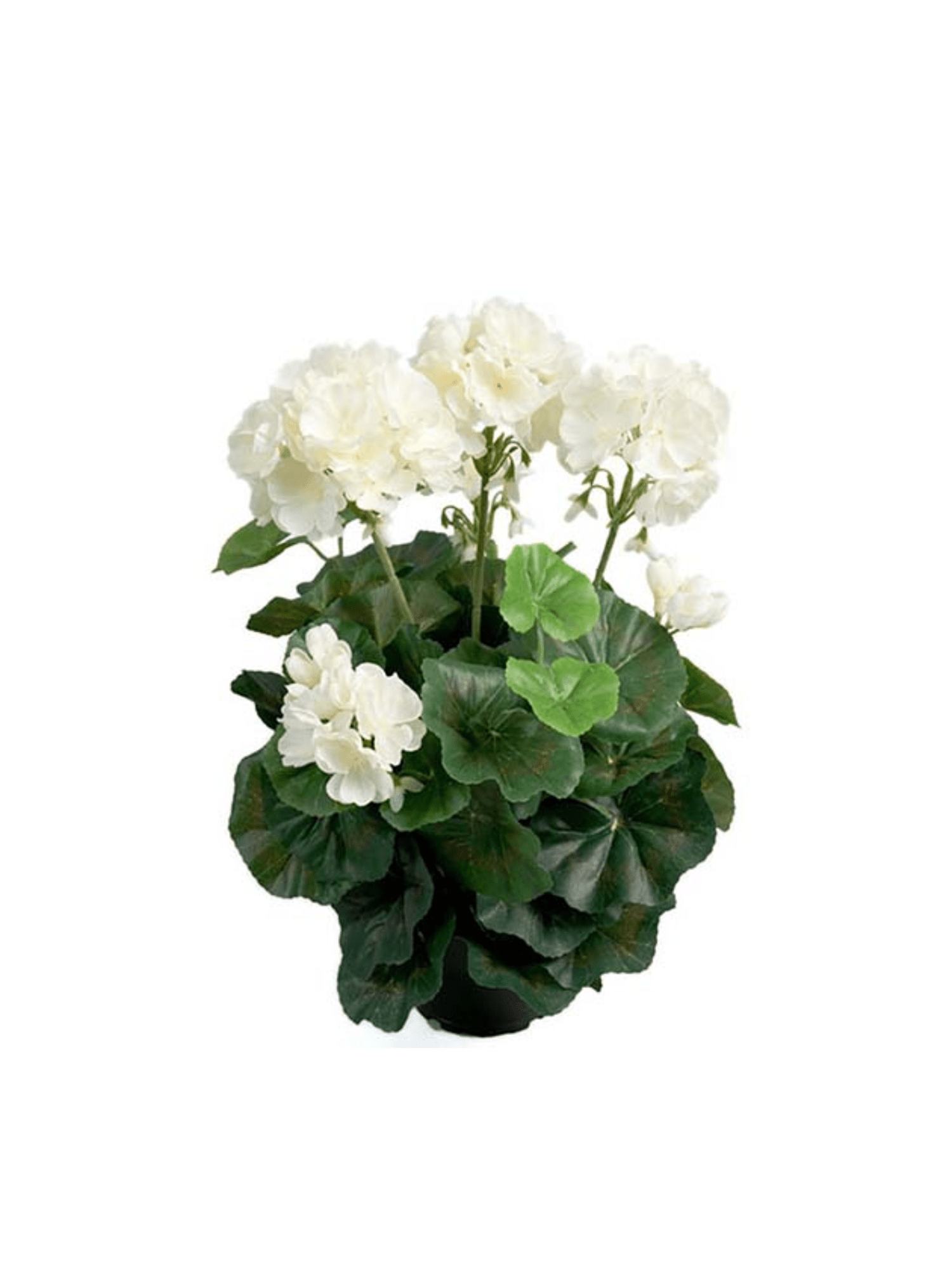 Plante - Pelargon 35cm Hvit - at home