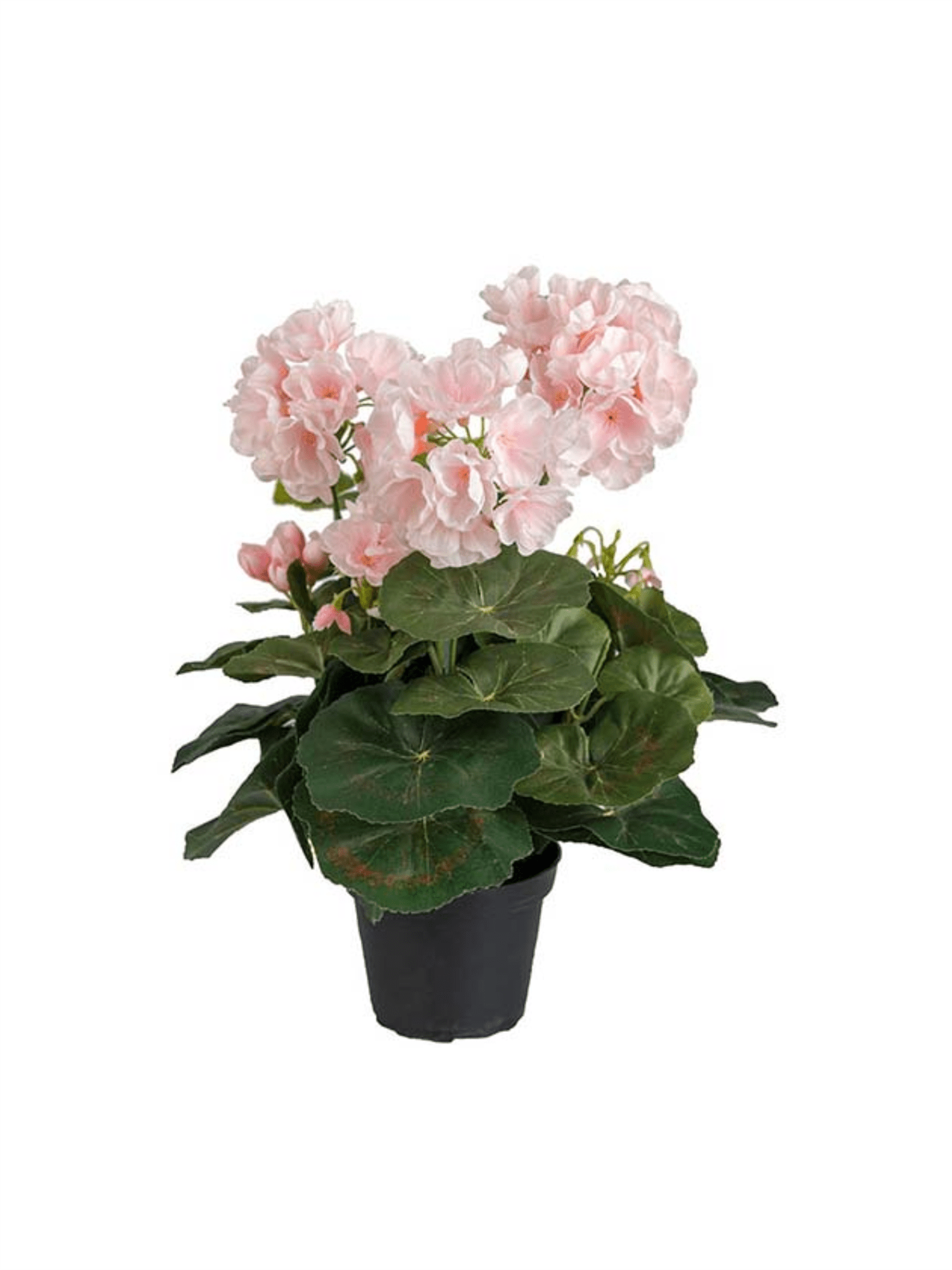 Plante - Pelargon 35cm Lyserosa - at home