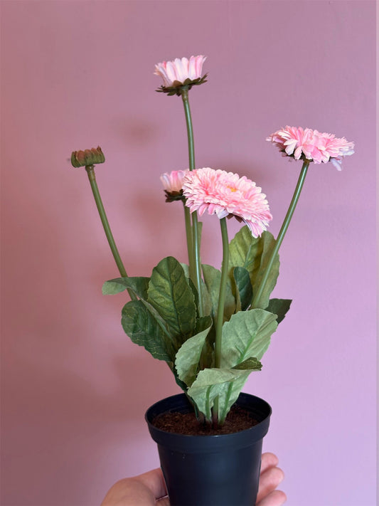 Plante - Tysenfryd H30 Lyserosa - at home