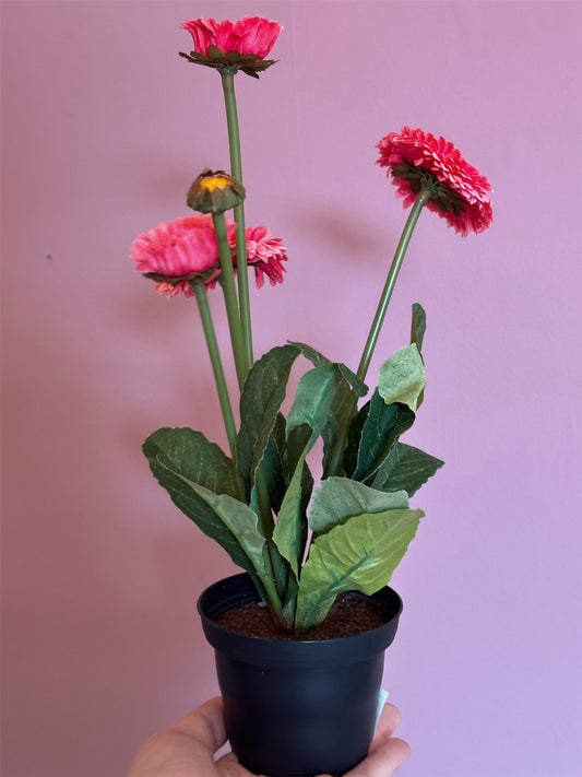 Plante - Tysenfryd H30 Rosa - at home