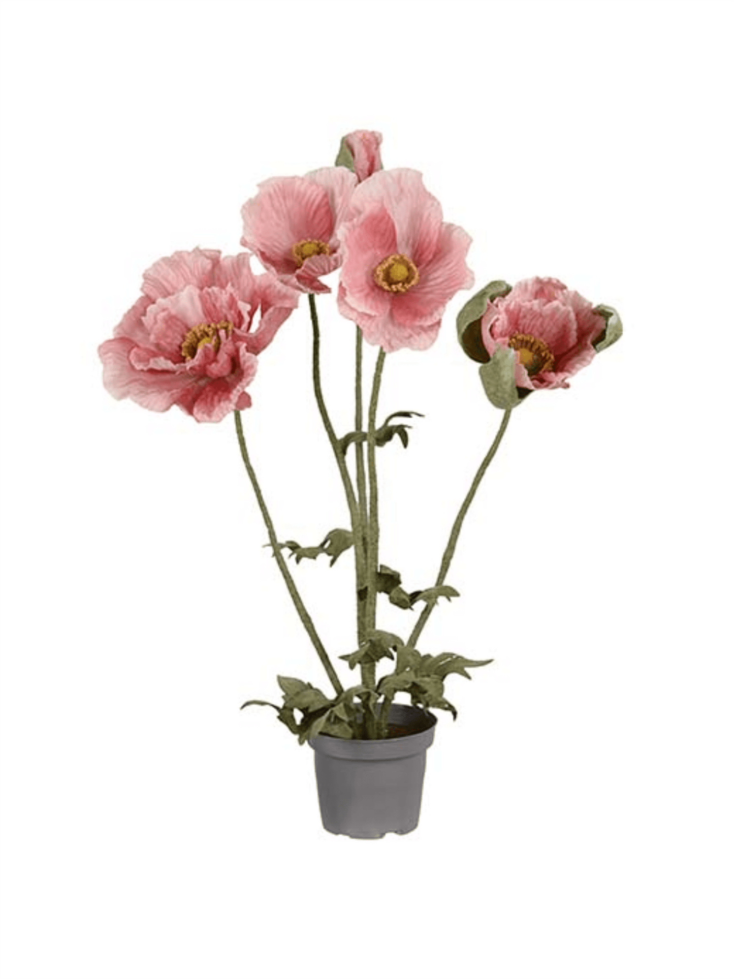Plante - Valmue 50cm Rosa - at home