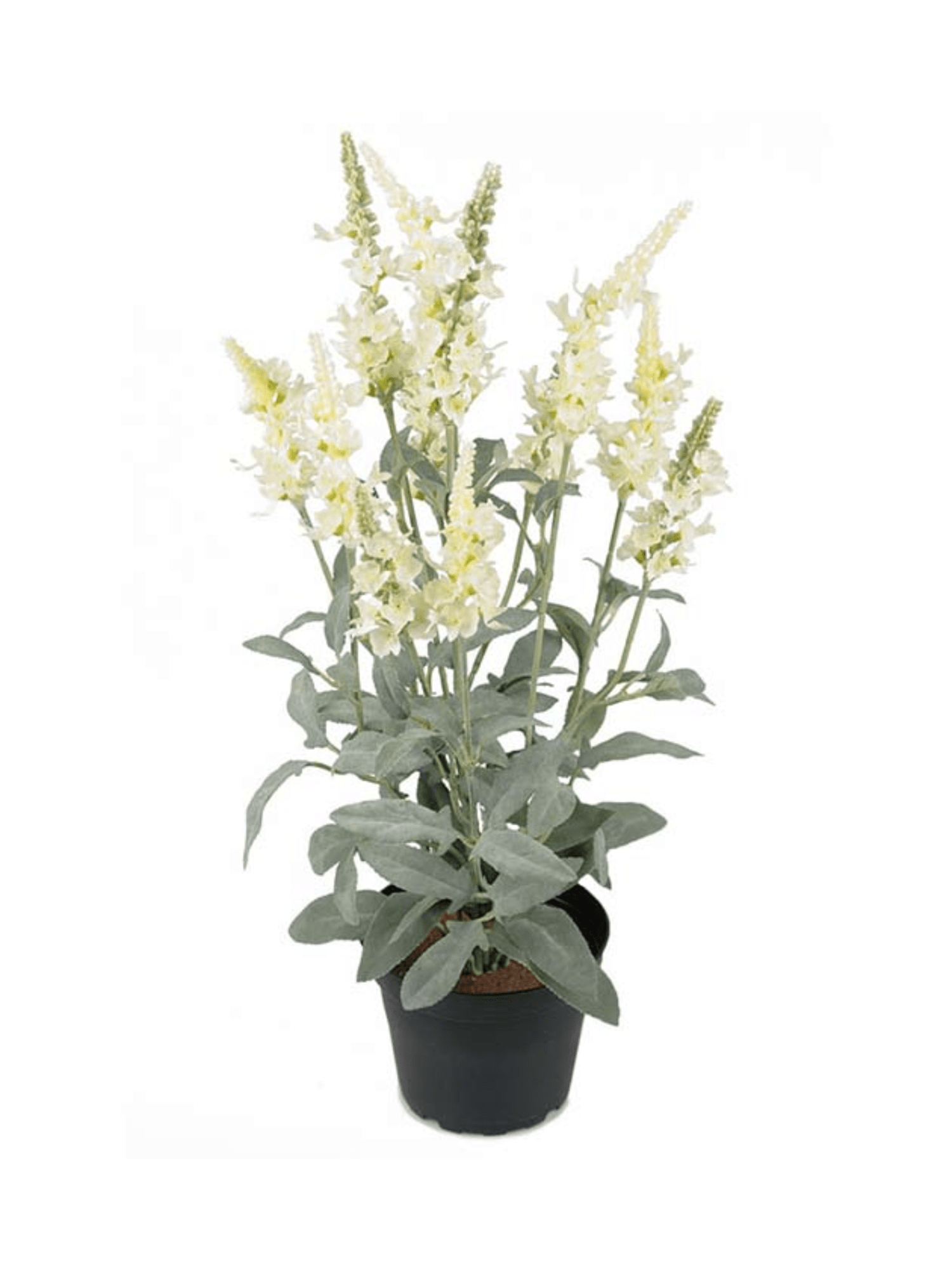 Plante - Veronica 46cm Hvit - at home