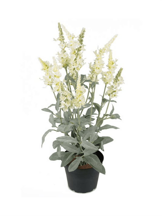 Plante - Veronica 46cm Hvit - at home